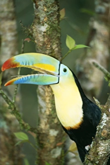 Keel Billed TOUCAN - perched in tree Keel Billed TOUCAN - perched in tree