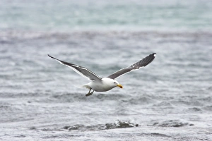 Kelp / Southern Black Backed Gull - Taking off Kelp / Southern Black Backed Gull - Taking off