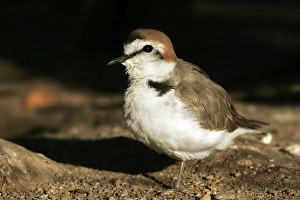 Kentish Plover - in winter Kentish Plover - in winter