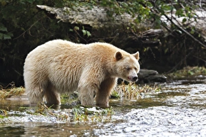 Kermode / Spirit Bear - fishing for Sockeye Salmon Kermode / Spirit Bear - fishing for Sockeye Salmon