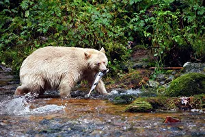 Kermode / Spirit Bear - hunting for Sockeye Salmon Kermode / Spirit Bear - hunting for Sockeye Salmon