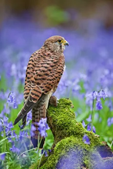 Kestrel - female with vole on stump in bluebell wood Kestrel - female with vole on stump in bluebell wood