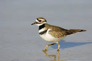 Jim Zipp Photography Prints: Killdeer