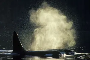 Orcinus Orca Images Prints: Killer Whale - two ml162