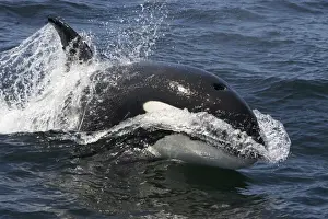 Orcinus Orca Species Prints: Killer whale / Orca - transient type