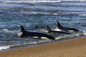 Killer whale / Orcas practicing intentional stranding Killer whale / Orcas practicing intentional stranding