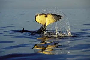 Tom And Pat Leeson Photography Prints: Killer Whale - tail slapping, common behavior. Pacific Northwest. ml1157