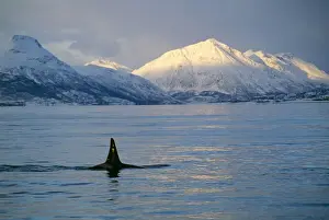 Killer Whale Print, Tysfjord, Norway