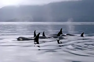 Orcinus Orca Species Prints: Killer whales