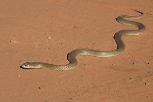 King Brown Snake - Crossing the sandy road that runs around Roebuck Bay near Broome King Brown Snake - Crossing the sandy road that runs around Roebuck Bay near Broome