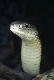 King Cobra Prints: King Cobra
