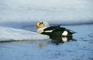 Chris Knights Photography Prints: King Eider Duck