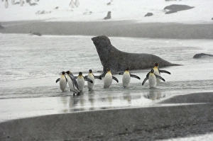 King Penguin and Elephant Seal in background - in blizzard King Penguin and Elephant Seal in background - in blizzard