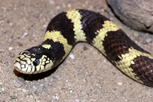 Wildlife Snakes Prints: King Snake