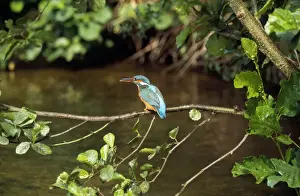 Kingfisher Print: Perched on a Riverbank Branch