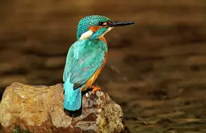 Prints of USH-184 KINGFISHER - perched on rock Alcedo atthis Duncan Usher Please note that prints are for personal display purposes only and may not be reproduced in any way. Related Prints: Kingfisher Perched Print - Alcedo atthis on Rock