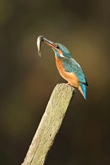 Kingfisher - Adult female adjusting minnow in its bill ready to swallow Kingfisher - Adult female adjusting minnow in its bill ready to swallow