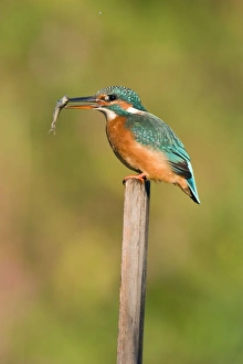 Kingfisher - Adult female perched holding a minnow in its bill Kingfisher - Adult female perched holding a minnow in its bill