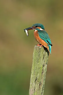 Kingfisher - Adult female perched holding a minnow in its bill Kingfisher - Adult female perched holding a minnow in its bill