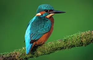 KINGFISHER - perched on branch KINGFISHER - perched on branch