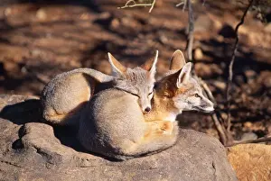 Personal Use Animal Artwork Prints: Kit Fox - x 2