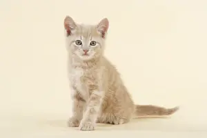 Single Pet Photography Prints: KITTEN