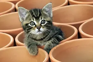 Kitten in a Flower Pot Print