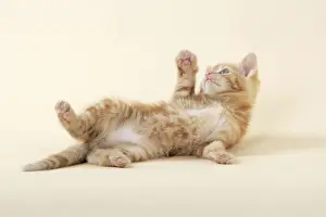 Tortoiseshell Kitten Prints: KITTEN. ( ginger) playing