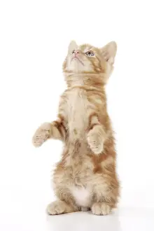 Tortoiseshell Kitten Prints: KITTEN. ( ginger) sitting up