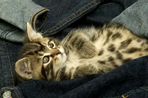 Adorable Kitten Photos Prints: Kitten in jeans