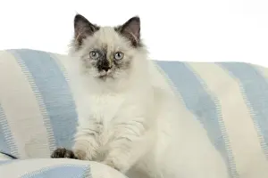 Baby Mammal Prints: KITTEN. Kitten sitting