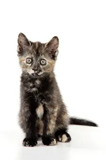 Studio Cat Photography Prints: KITTEN. ( Tortoiseshell ) sitting