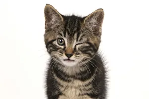 Kitten winking Date: 14-07-2021 Kitten winking Date: 14-07-2021
