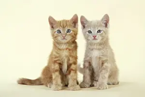 Ginger Kittens Prints: KITTENS. ( ginger )