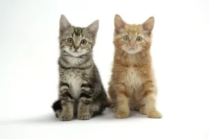Domestic Cat Portraits Prints: Cat - Two kittens