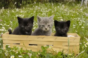 Kitten Prints: Cat - Kittens in Box Print
