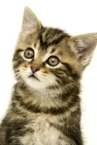 Feline Portraits Prints: Kitten