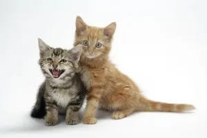 Cat Pictures Prints: Two kittens