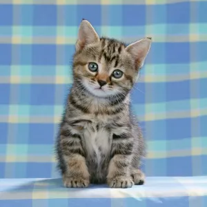 Tabby Kitten Print on Blue Check Material