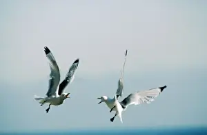 Wildlife Birds Photography Prints: Kittiwakes