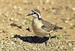 Waders In Nature Prints: Kittlitz's Plover