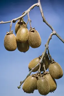 Tropical Fruits Photography Prints: Kiwi Fruit