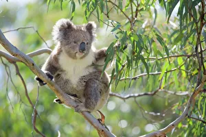 Koala - adult sitting high up in the trees feeding on this tough, toxic and low-nutritioned leaves Koala - adult sitting high up in the trees feeding on this tough, toxic and low-nutritioned leaves