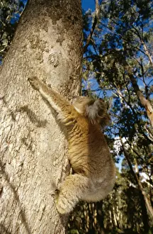 Koalas In Their Natural Habitat Prints: Koala - controlled situation, climbing eucalyptus