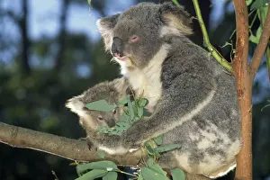 Jean Paul Ferrero Photography Prints: Koala - parent & young