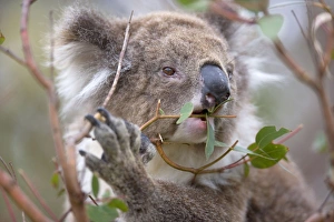 Koala - portrait of an adult feeding on the tough, toxic and low-nutritioned leaves of an eucalypt tree Koala - portrait of an adult feeding on the tough, toxic and low-nutritioned leaves of an eucalypt tree