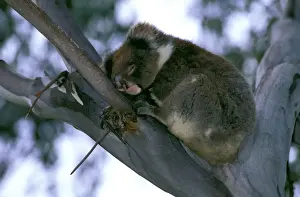 Koalas In Their Natural Habitat Prints: Koala - Sleeping in fork of tree - Kangaroo Island, South Australia JPF40994