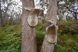 Koala - widenangle shot of two male Koalas clinging to two seperate trees Koala - widenangle shot of two male Koalas clinging to two seperate trees