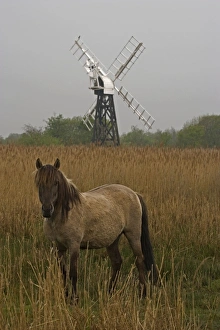 Konik Pony - With windmill in background Konik Pony - With windmill in background