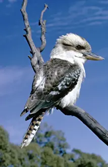 Australian Wildlife Birds Prints: Kookaburra